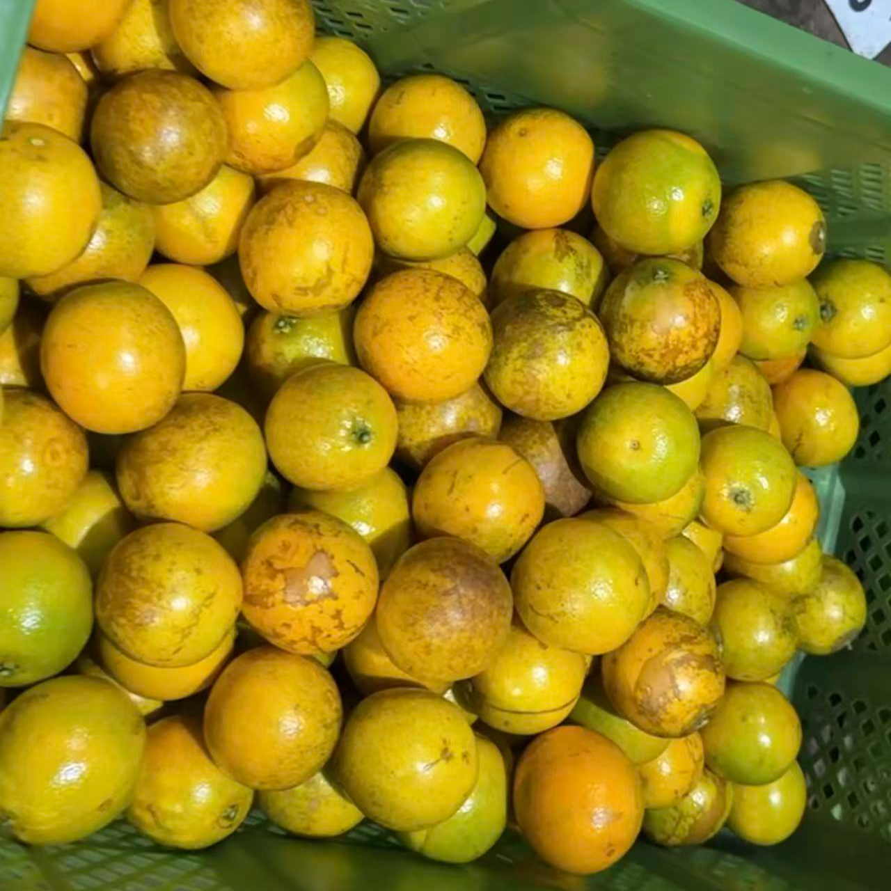 【小爱优选】云南哀牢山二代冰糖橙纯甜化渣4.5斤装