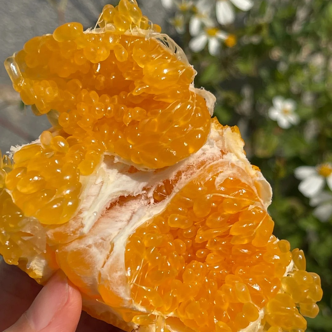 【涛哥甄选】新到四川耙耙柑 汁水充足 粒粒饱满四川省