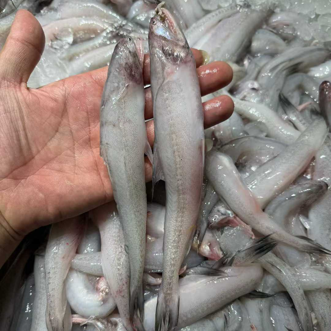 新鲜小船豆腐鱼舟山海鲜鱼货3斤装