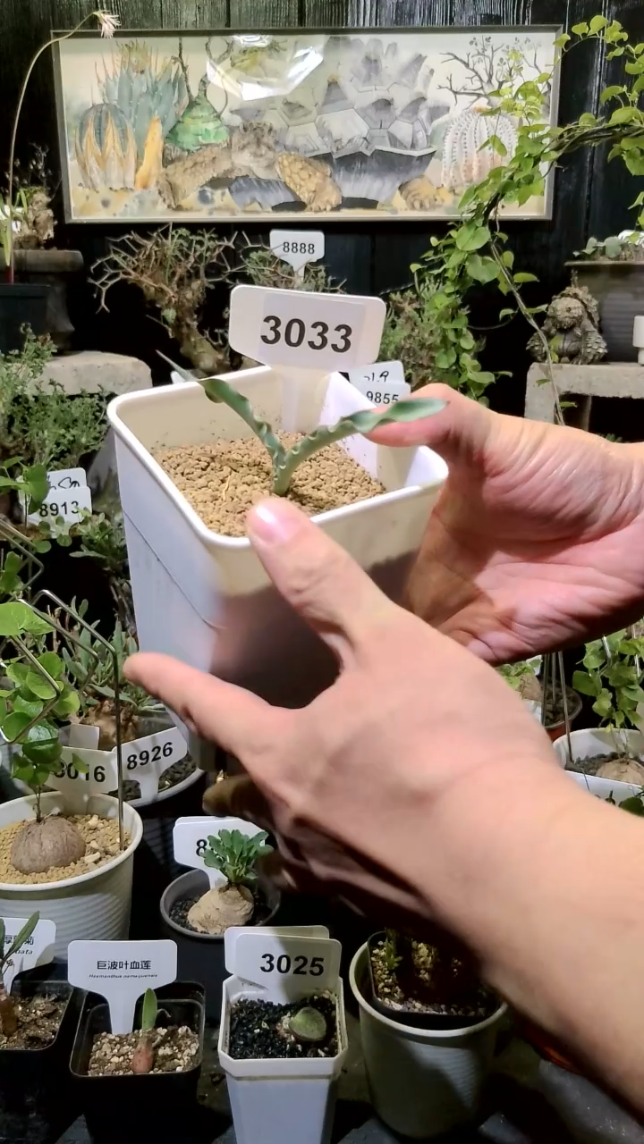 3033号1124福利波叶雪莲带盆