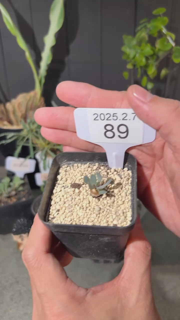 【闪购商品】格加苗子2.7.89