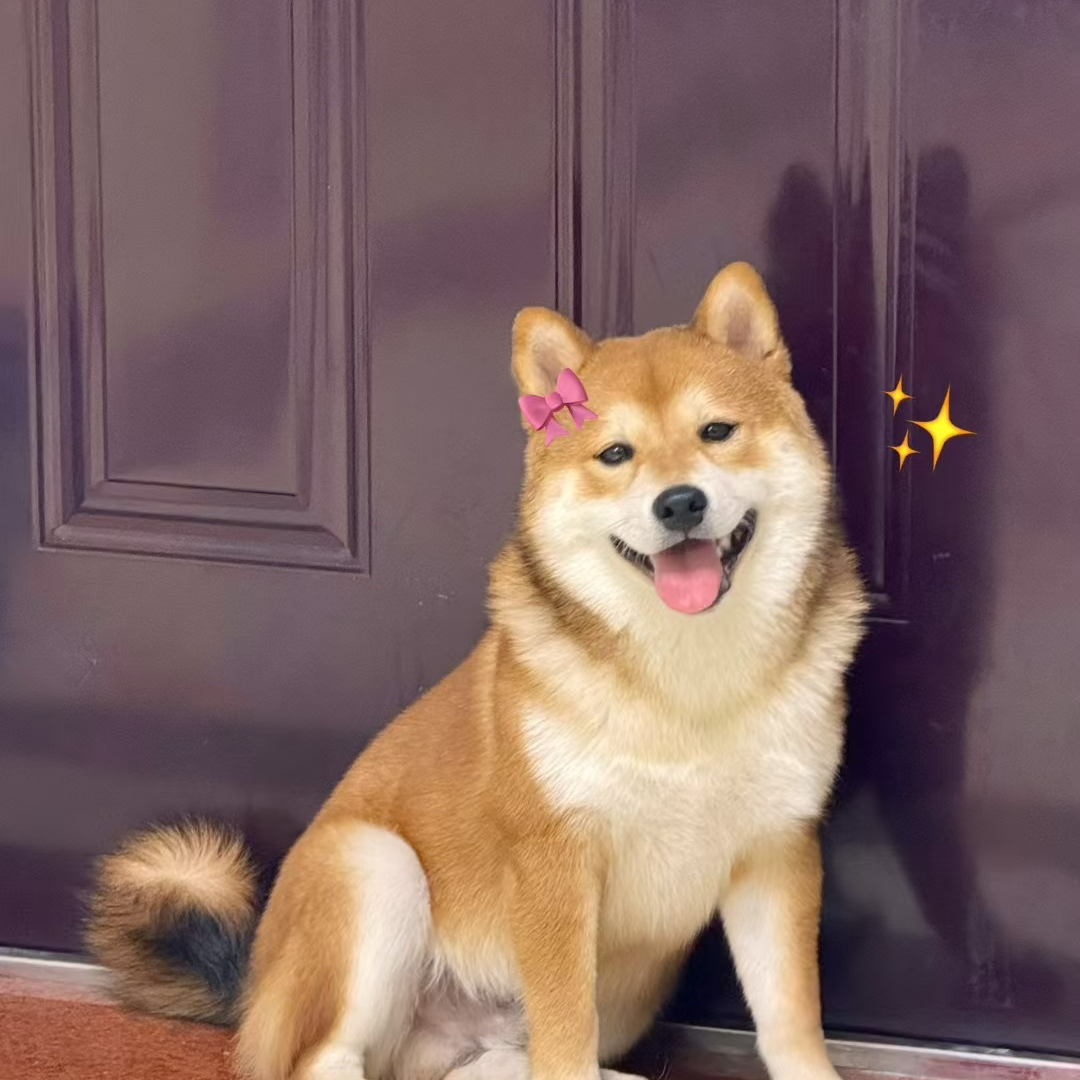 【胡小黑的柴犬】活体宠物