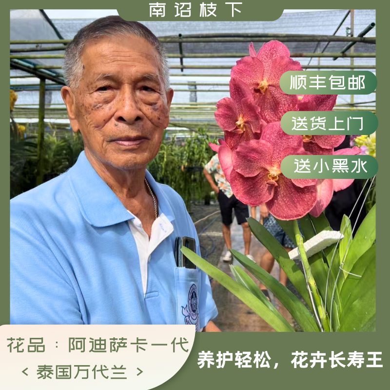 【南诏特级】泰国阿迪萨卡一代万代兰（大），植成活养护难度低，花期长