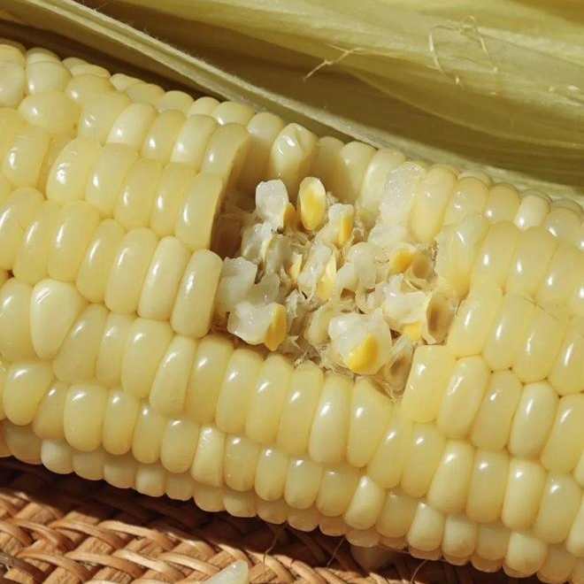 新疆赛里木湖玉米（黄白各一箱）白糯玉米黄糯玉米新疆维吾尔自治区