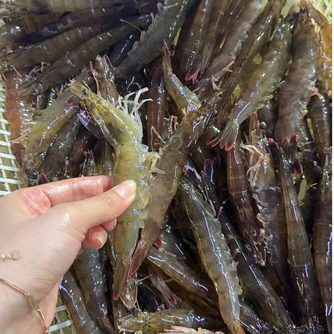 A北行寻海 鲜活青虾【保鲜不保活】