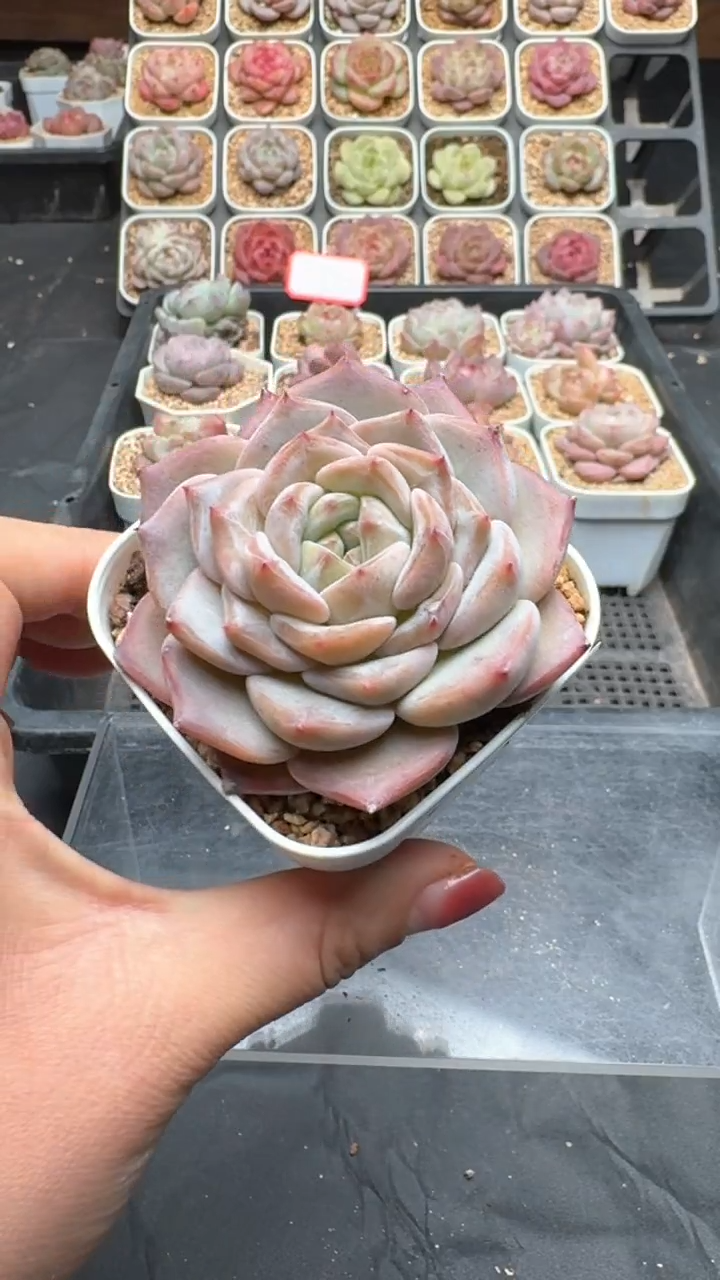 【闪购商品】815号珍妮多肉一物一拍3单包邮