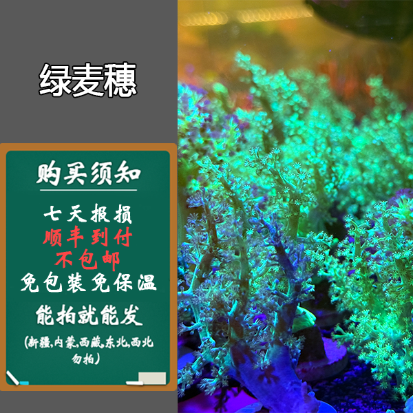 新手推荐 绿麦穗皮革圣诞树 荧光绿麦穗lps 自繁麦穗 