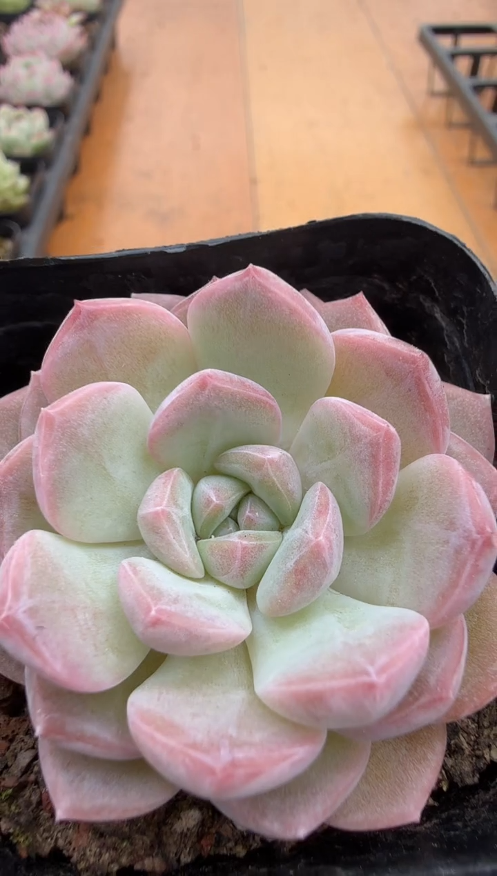 东云多肉园二店-113