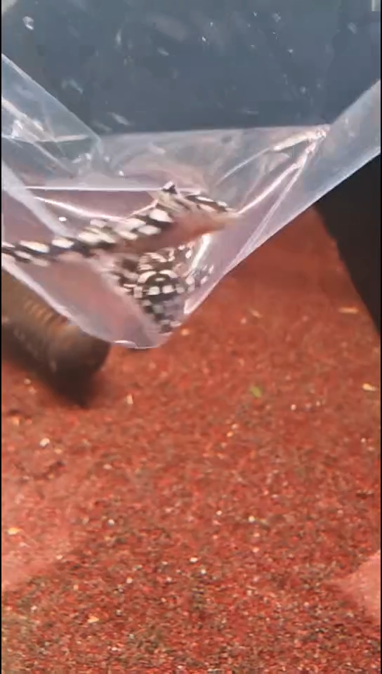 工具鱼8**5魔幻坦克2只 3-3.5厘米  编号84