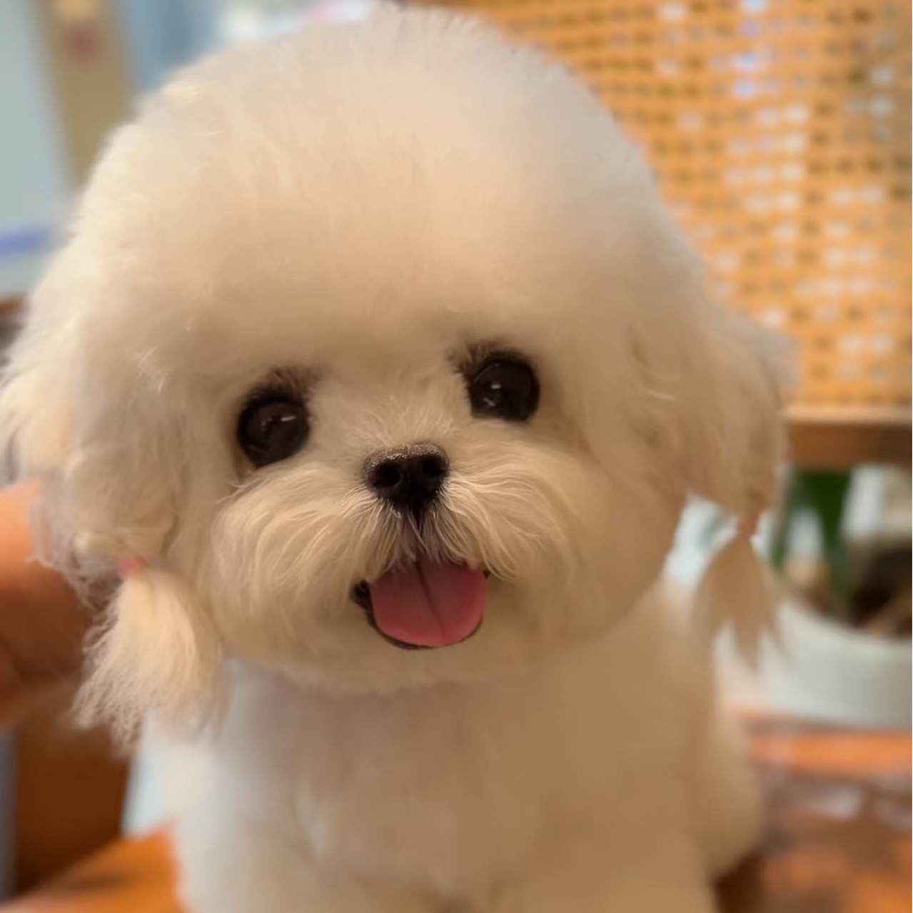 狗狗活体比熊泰迪熊宠物链接