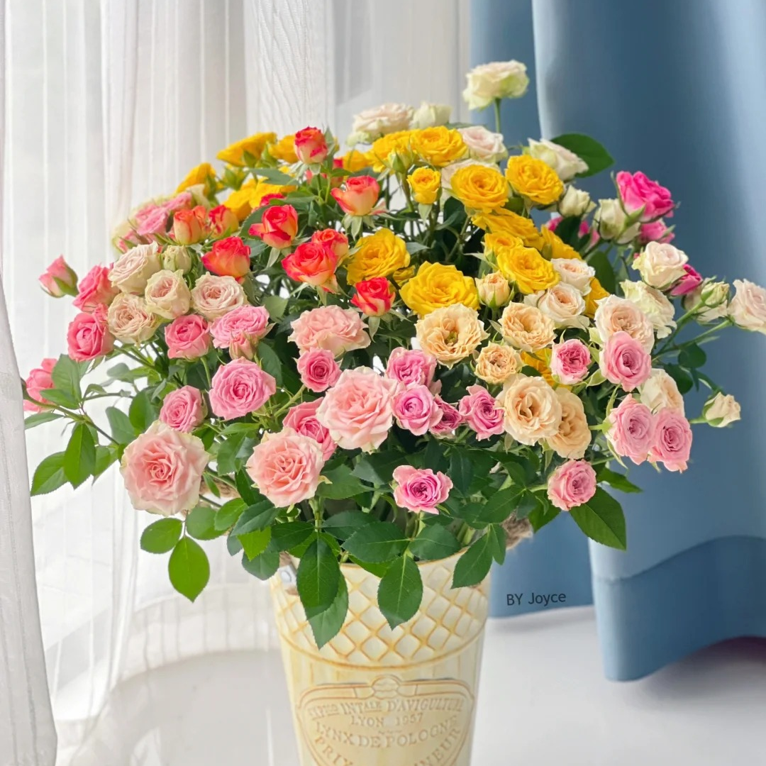 彩拼多头玫瑰10枝   一单中通包邮，两单升级顺丰冷链！