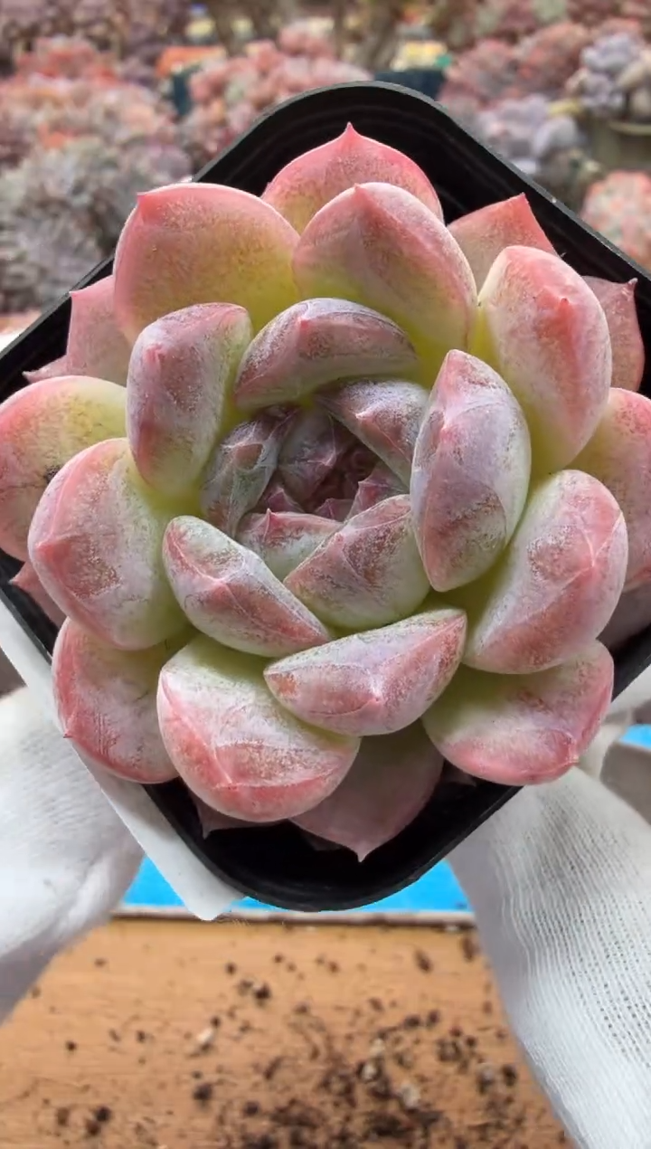 东云多肉园二店-162