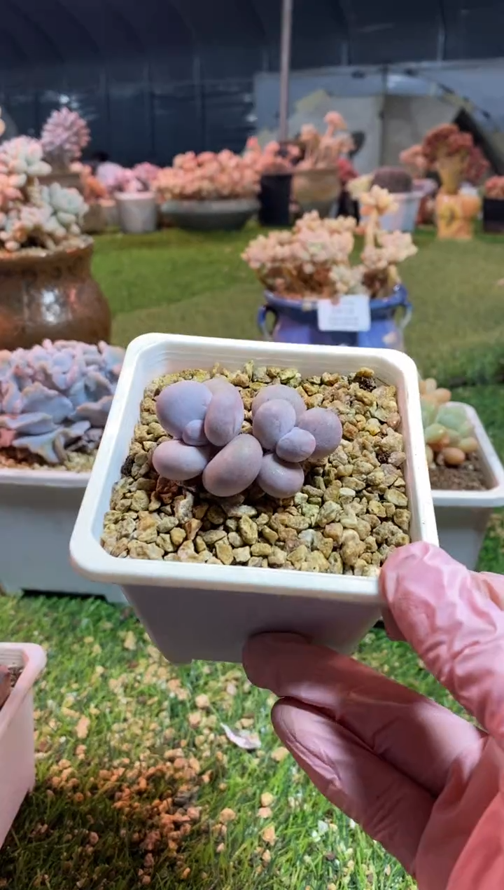 【闪购商品】0487a