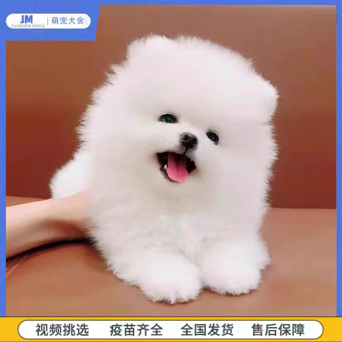 纯种茶杯犬博美幼犬活体真狗茶杯泰迪狗比熊犬小狗幼犬活物宠物狗
