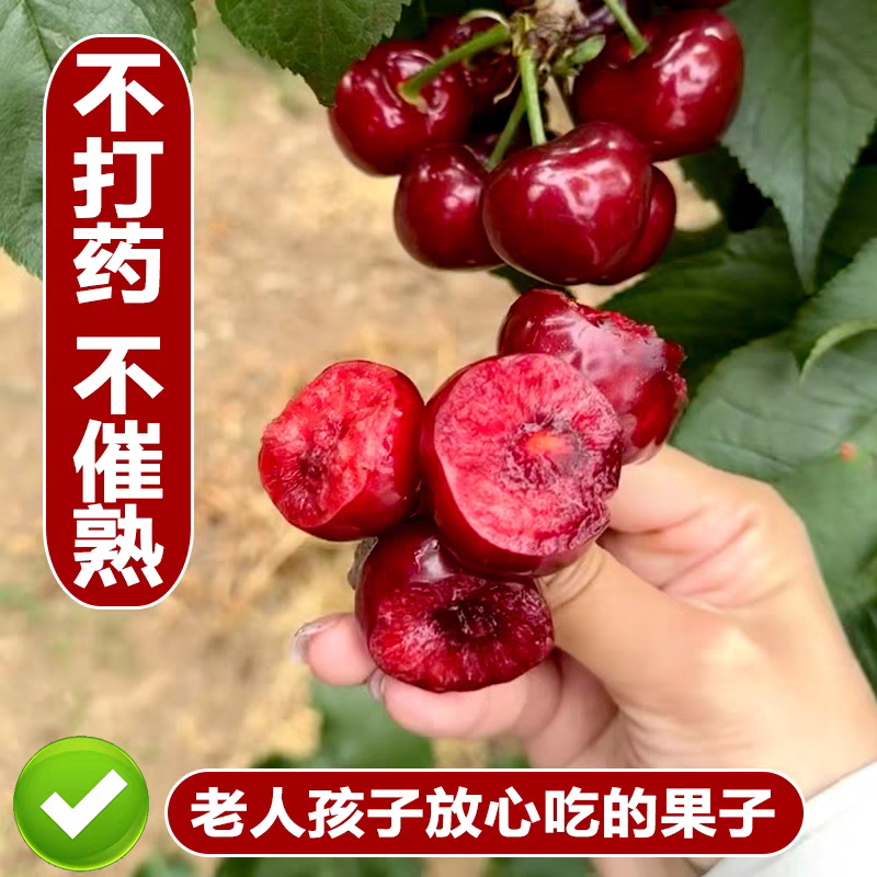 【顺丰次日达】z大连春棚陆地美早大樱桃2J -5J   3斤箱珍珠棉纸箱包装净重2.5斤（坏果包赔）送礼首选美早樱桃