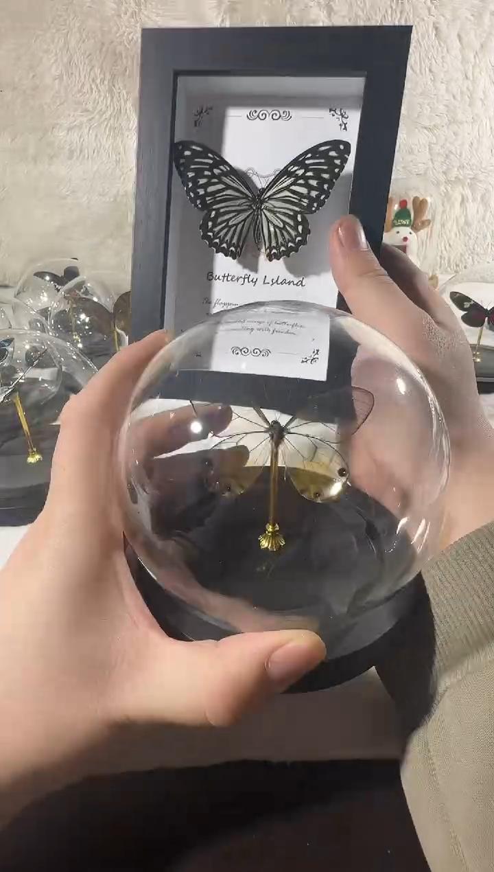 ?****?黄金眼蝶水晶球