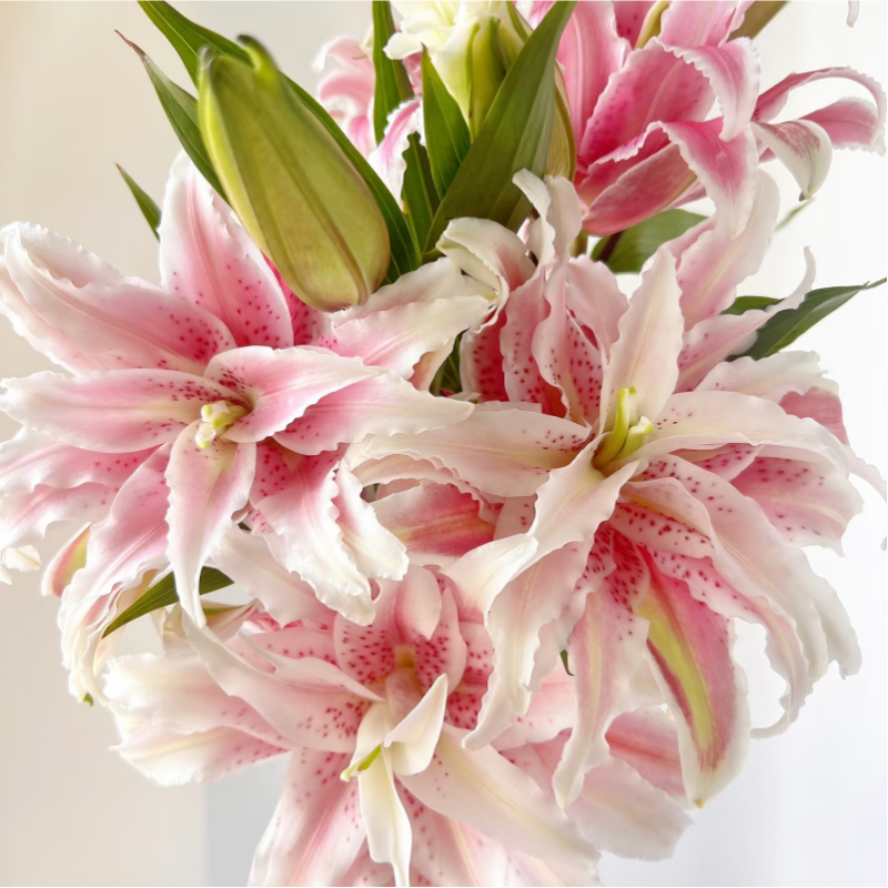 （睿睿甄选）AA级莎莎公主百合云南基地现采现发一单也包邮