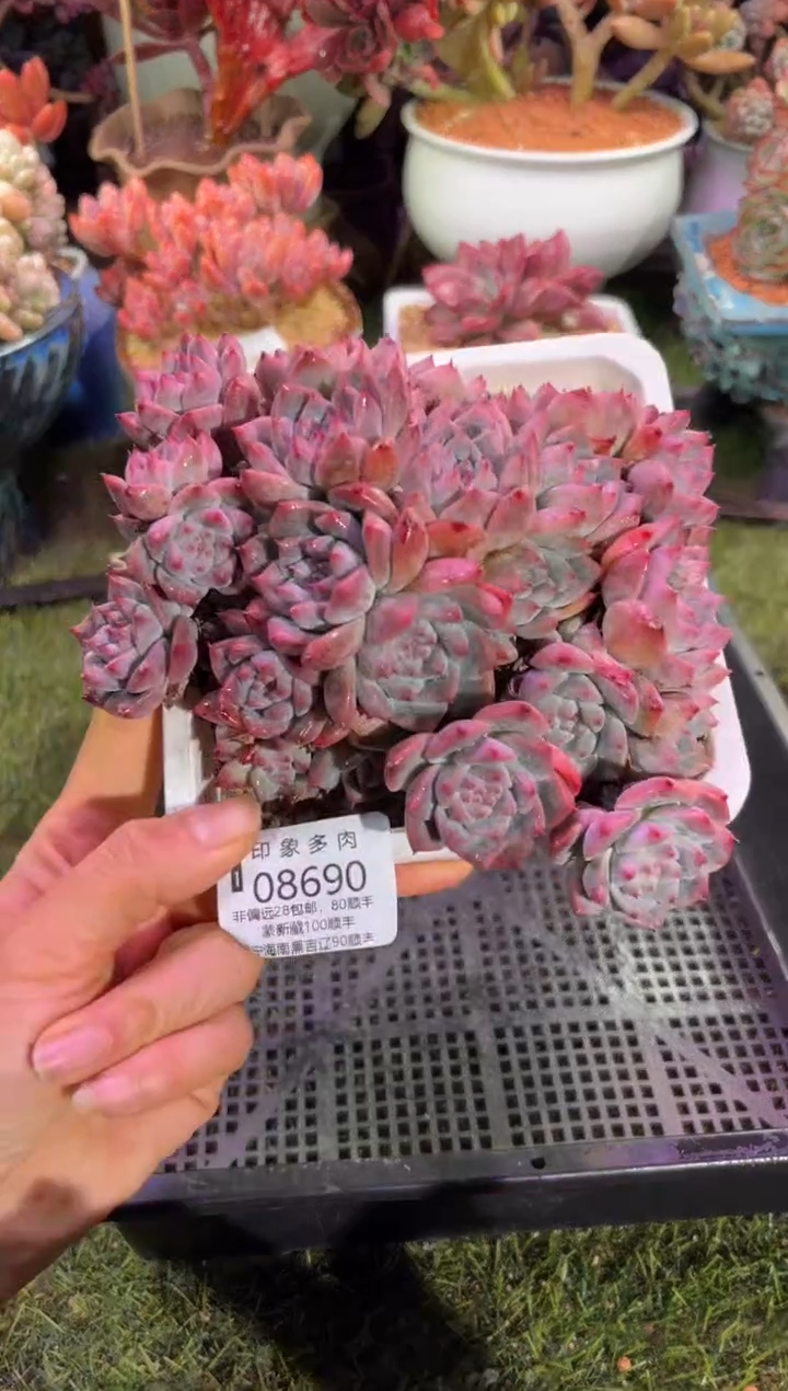 【闪购商品】08690