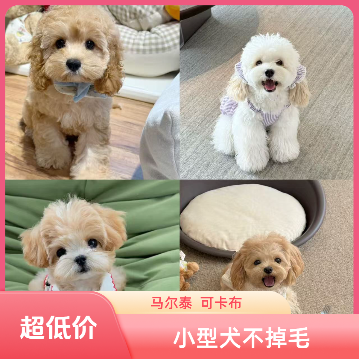 【饭团萌宠】精品萌宠小型犬马尔泰可卡布专用链接