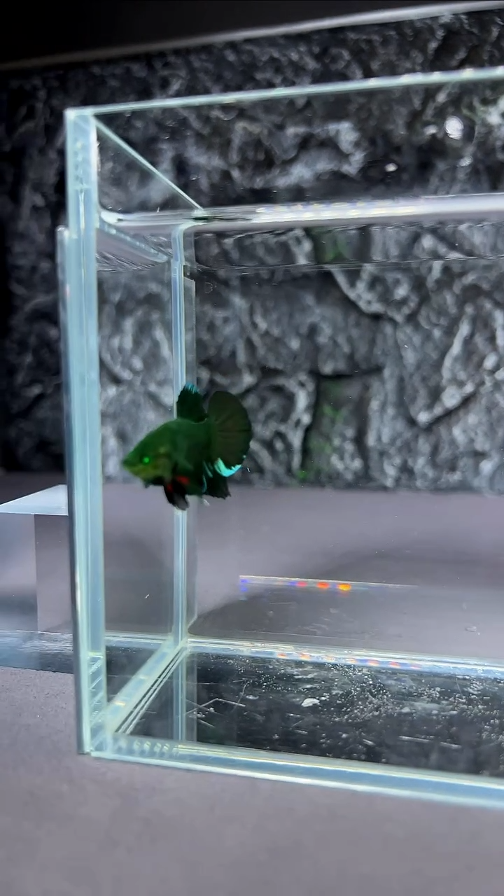 斗鱼竞拍链接A056