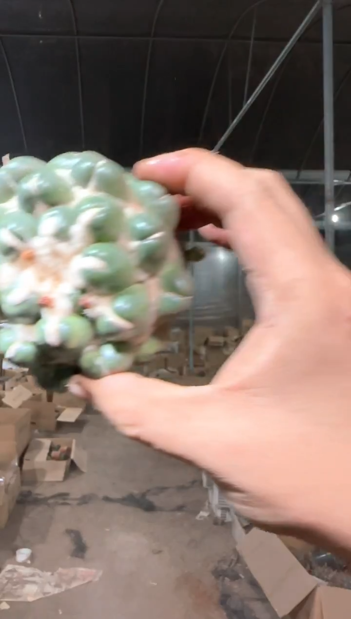 蜘蛛眼 无刺象牙【无根】7-10cm