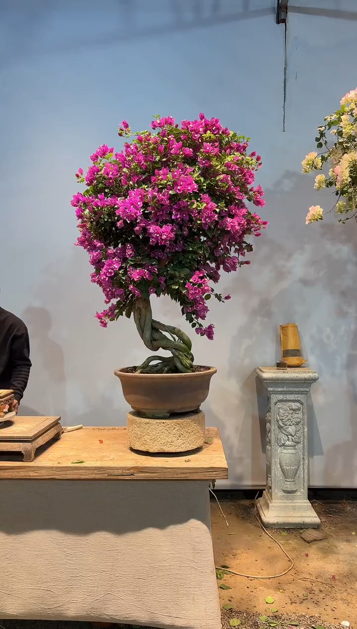 全部花朵点****称三角梅49