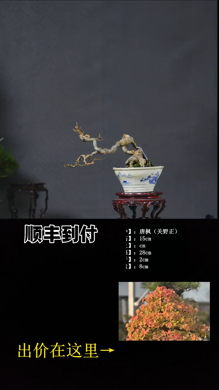 无花朵关野正 唐枫 不包邮