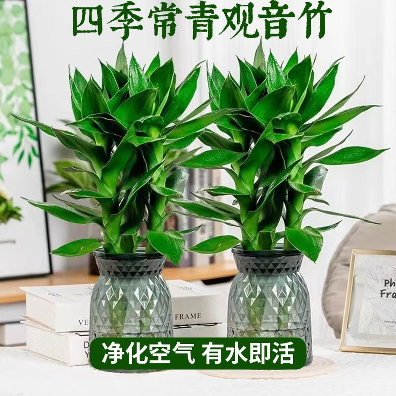 【买一送一】水培观音竹室内四季绿色办公桌客厅室内盆栽好养绿植