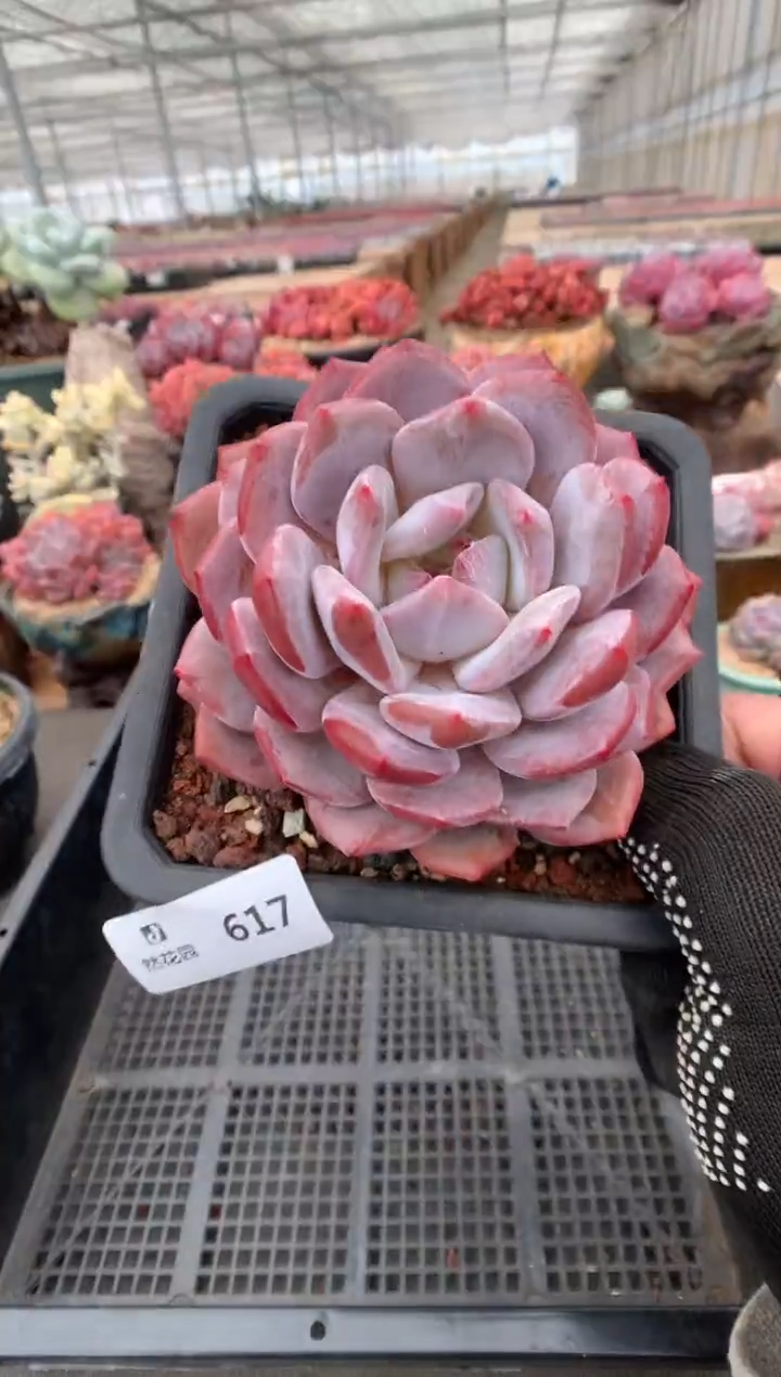 617星橙一物一拍