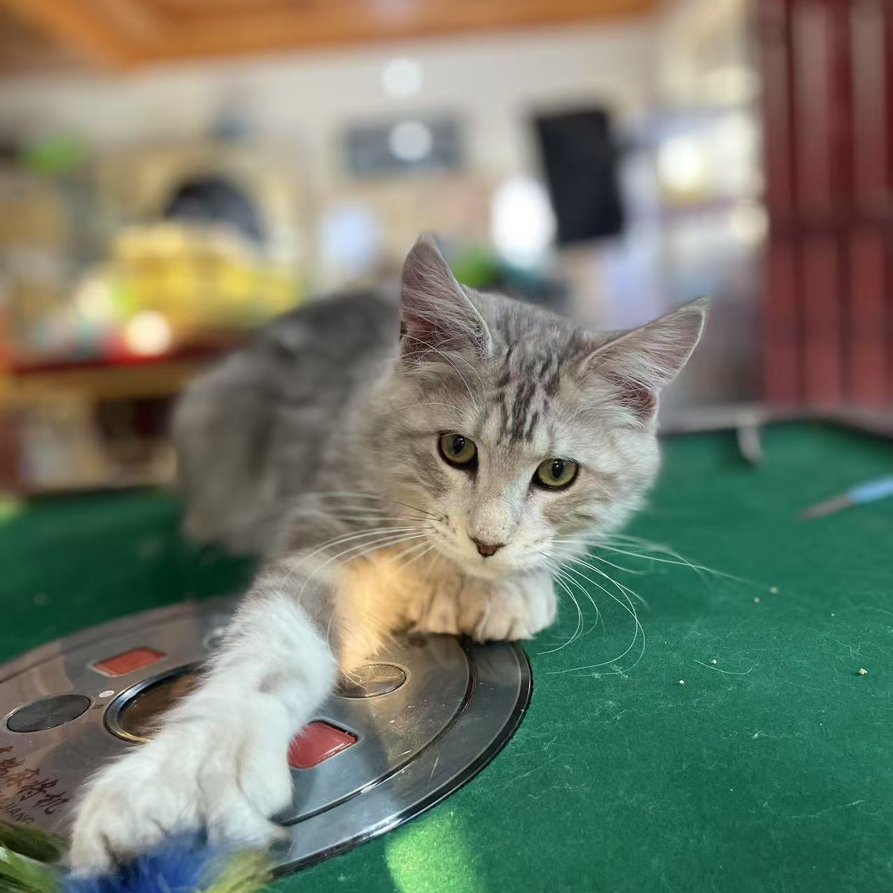 【日落说缅因】-银虎大脚弟弟 1