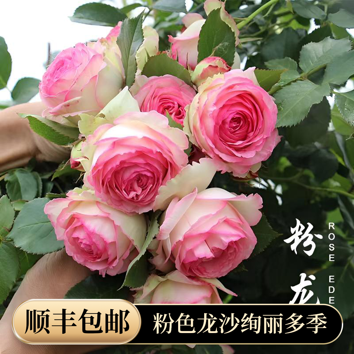 粉色龙沙宝石1.5米 大花重瓣浓香 多季开花 庭园 爬藤蔷薇花欧月