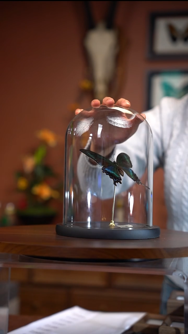 绿带翠凤蝶 夏  玻璃罩款  常规