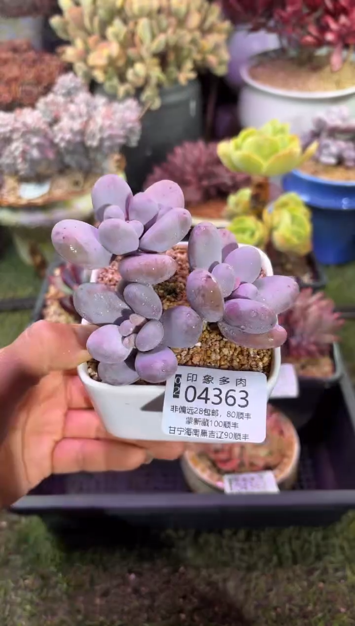 【闪购商品】04363脱土带盆