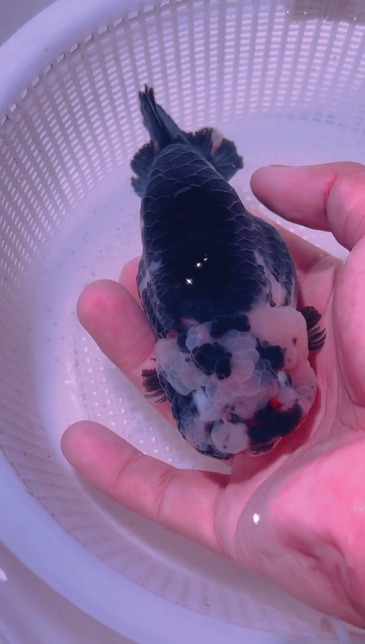 狮头鱼-**2兰寿金鱼兰寿金鱼