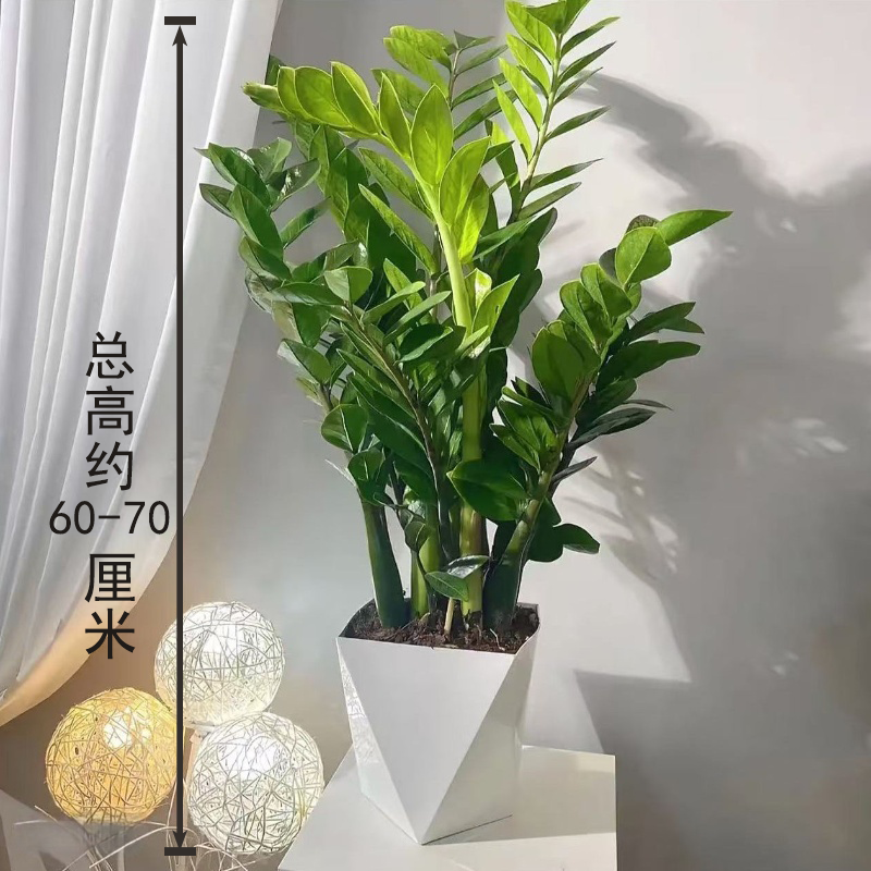 【金钱树】60 - 70cm高盆栽室内客厅四季常青好养活绿植花卉