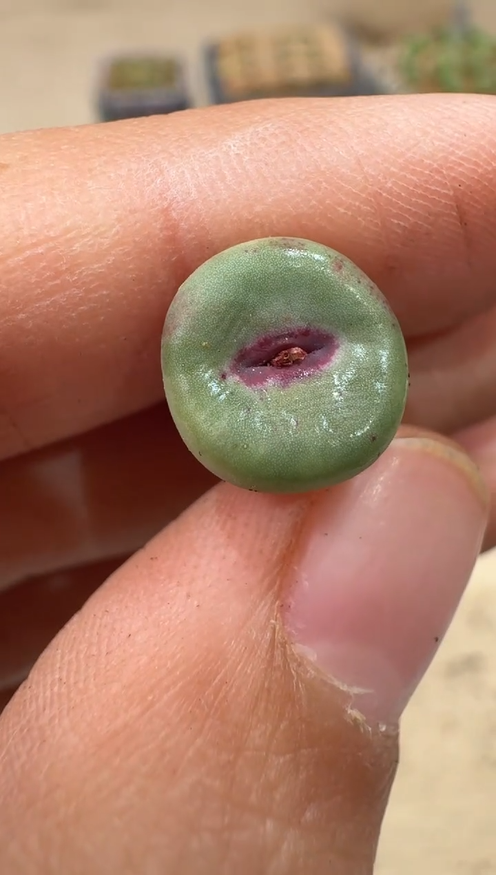 多肉植物肉锥2-103