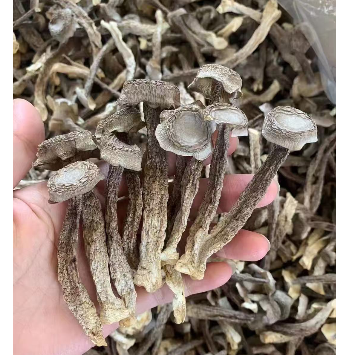 （精选粤北特产鹿茸菇）干货鹿茸菇脆嫩爽口香