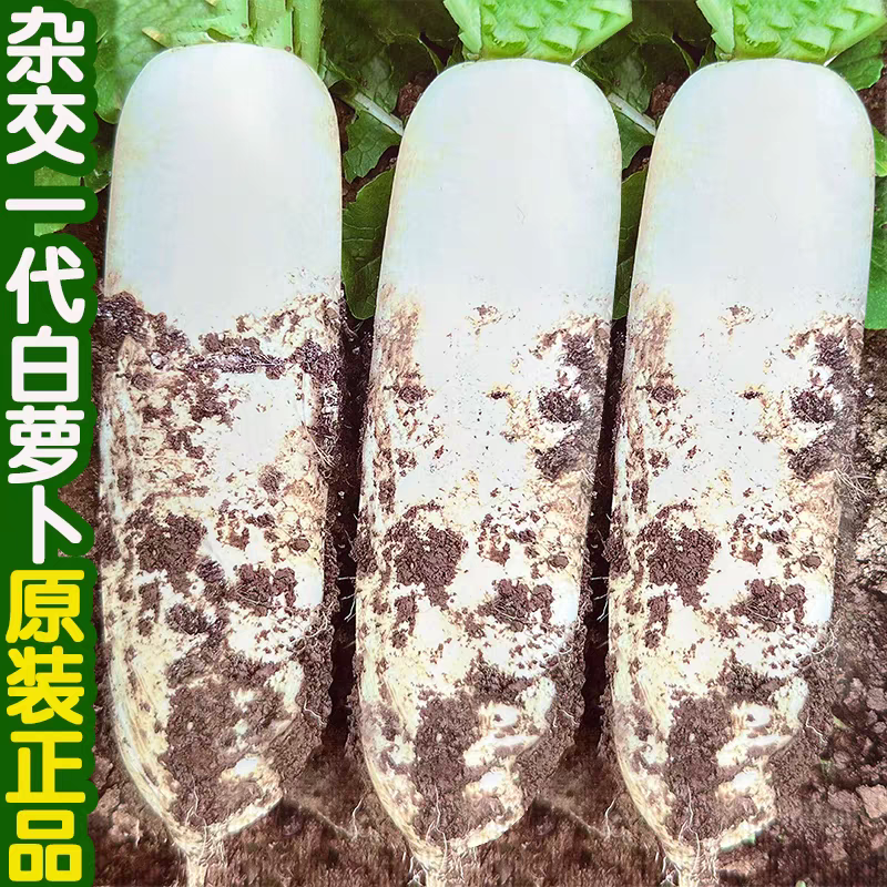 一代杂交白菜萝卜种籽耐热耐寒化渣无辣味耐裂甜脆水果白萝卜种子