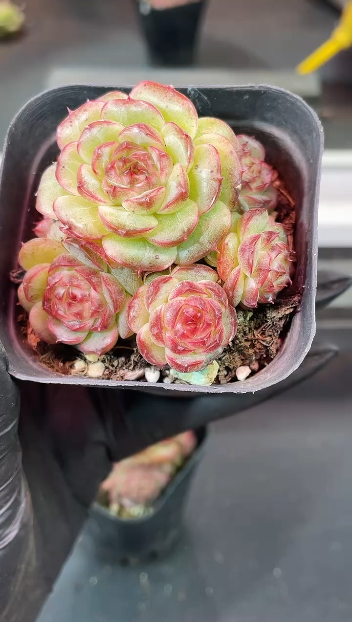 闪购2068  夜琉璃多肉一颗   