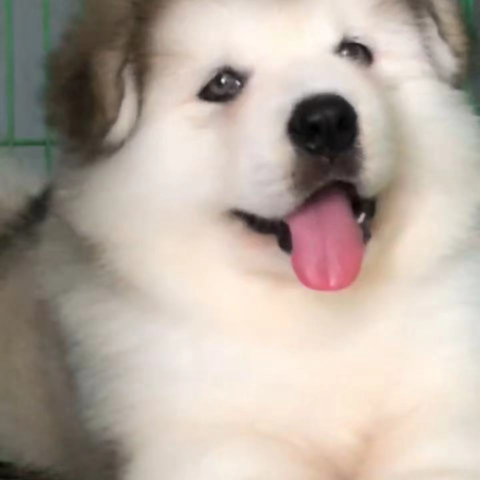 【赢赢家】T狗狗活体
