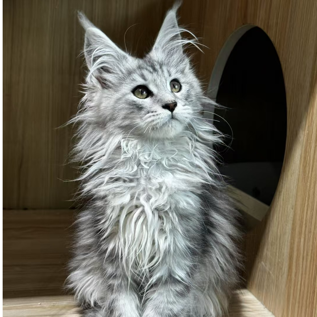 缅因猫纯种美系 银虎 烟灰 宠物缅因猫幼猫活体一物一拍