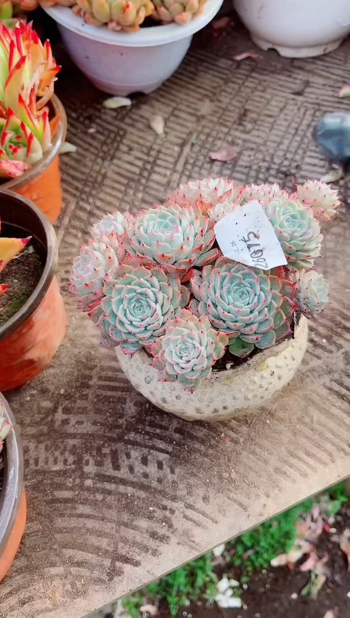 ‼****️跃跃精品多肉26075