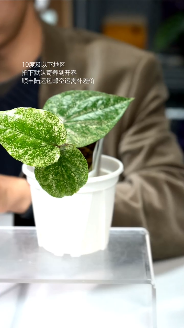完全开放04-白怪兽胡椒