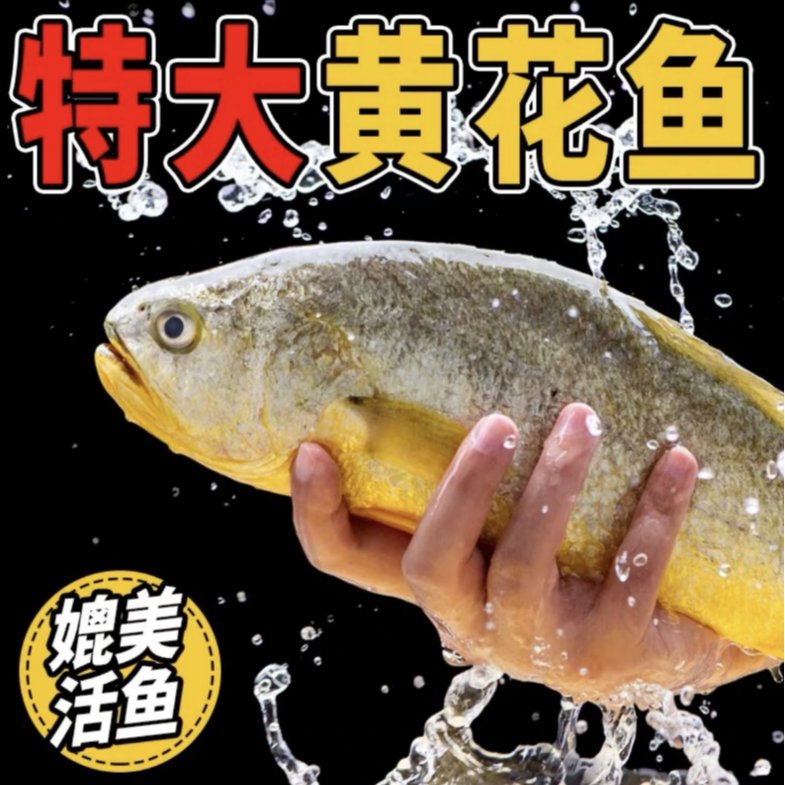 【粉丝福利】特大号1.5-1.3斤海捕黄花鱼顺丰冷链独立包装