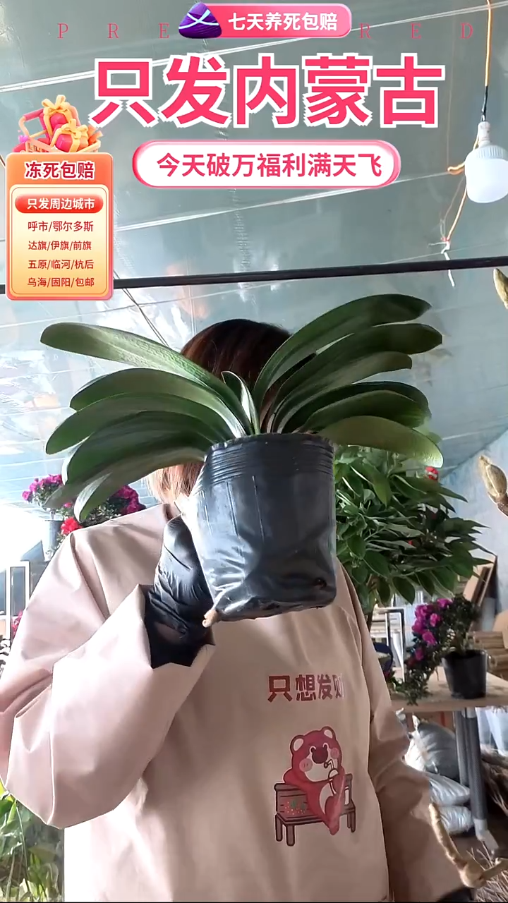 完全开放大盆君子兰