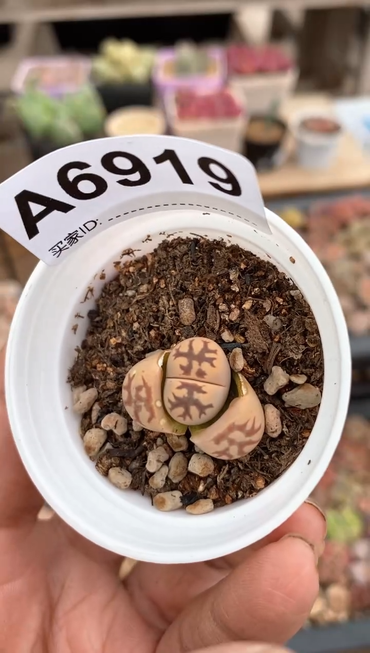 【闪购商品】6919直播一物一拍