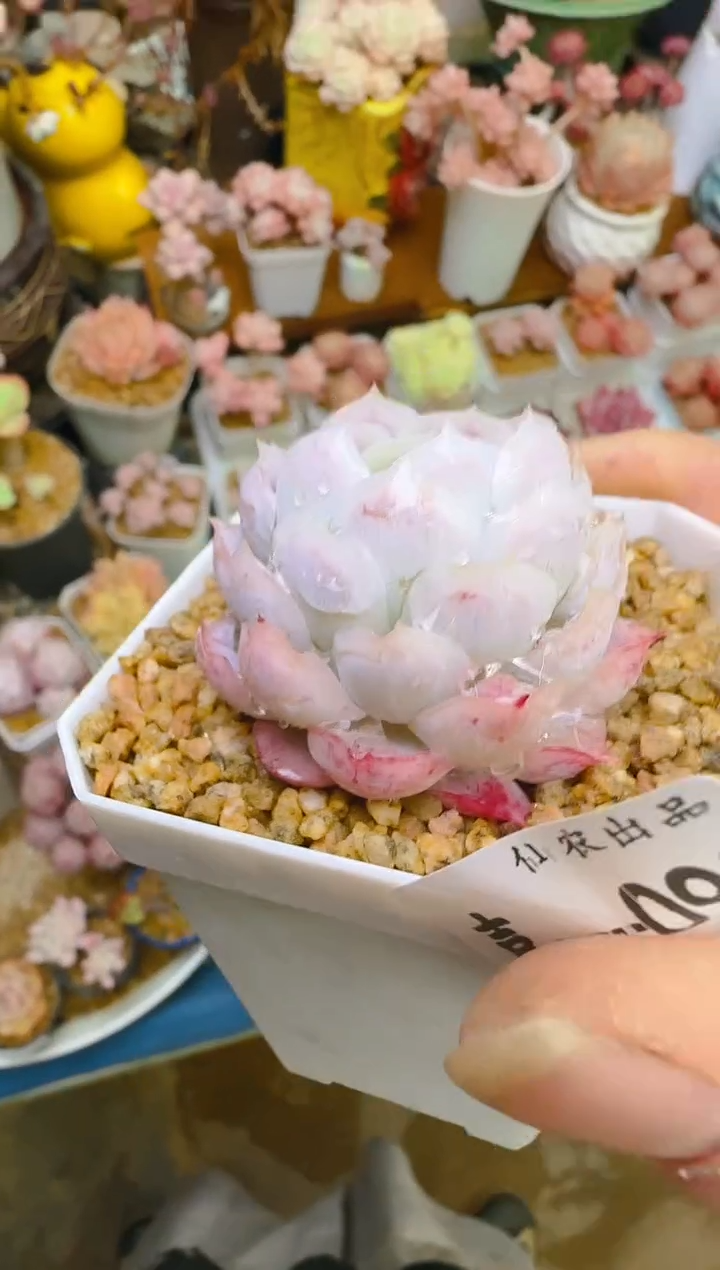 【闪购商品】喜—093—仙农(月影）