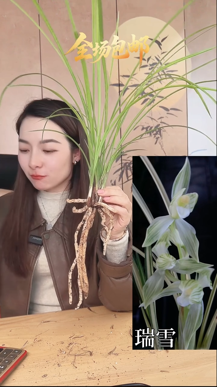 当前无花栽培后可以开花：瑞雪
