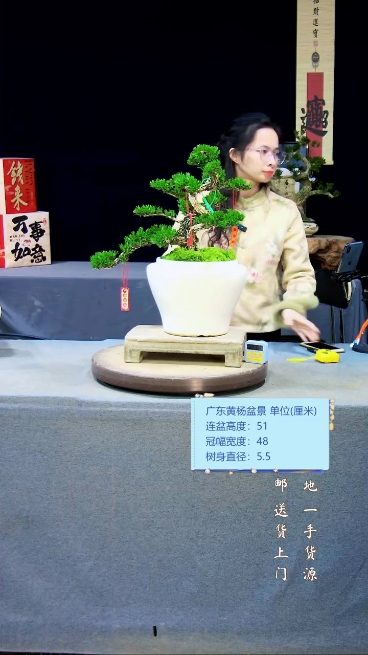 【闪购商品】黄杨盆景黄杨盆景