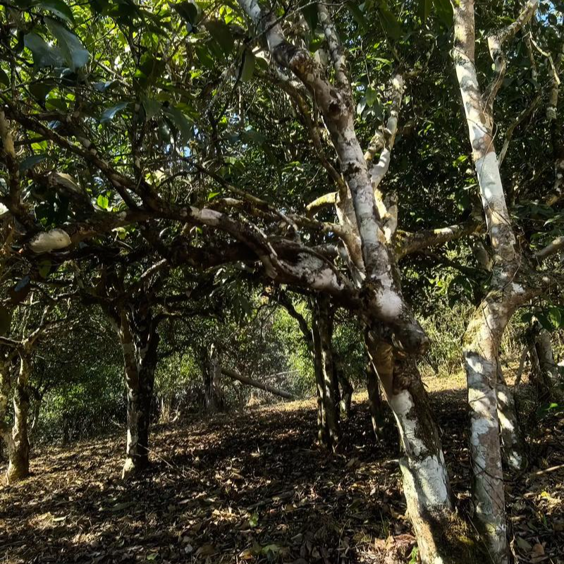 2010年「凤凰窝/357克饼/山野韵！/2010年生茶」普洱生茶